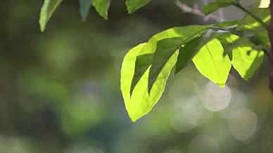 4k实拍唯美夏天意境绿荫乡间森林树木视频的预览图